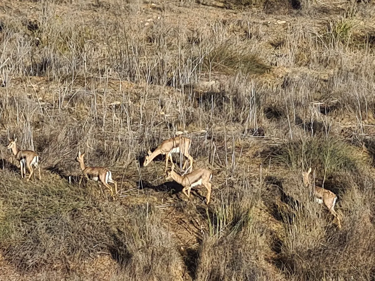 Vallée des cerfs