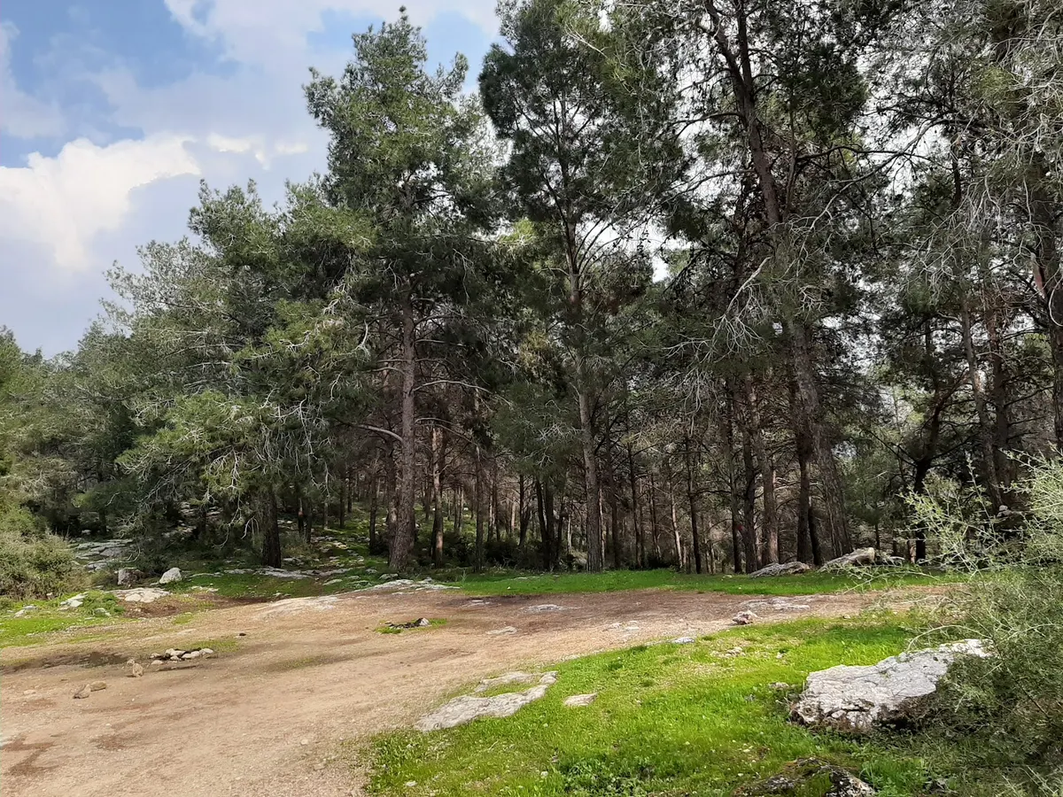 Le chemin des sculptures dans la forêt de Tsoréa - la Forêt du Président - 3