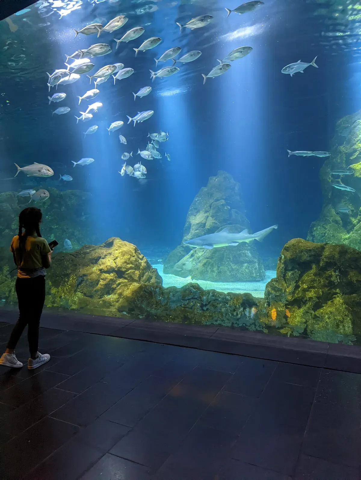 Aquarium d'Israël - 2