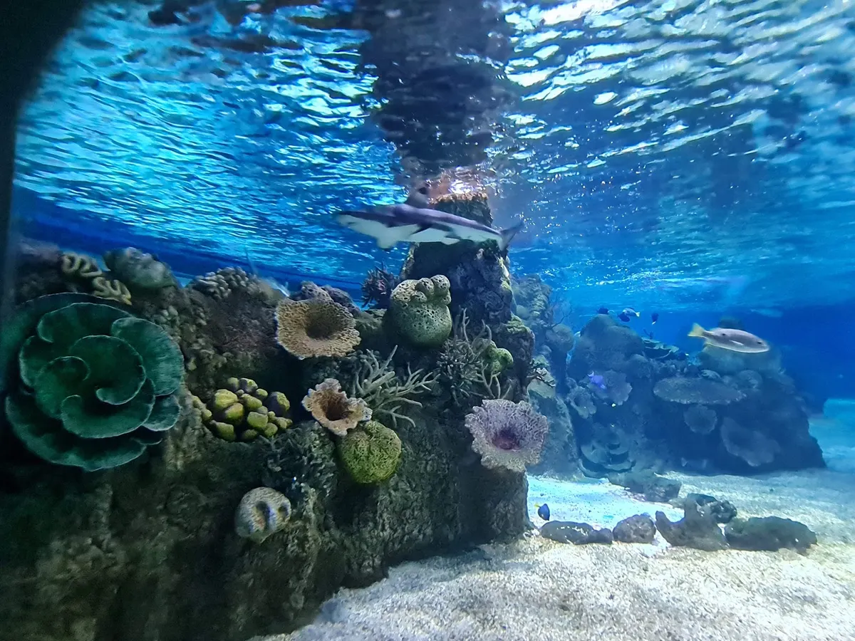 Aquarium d'Israël - 3