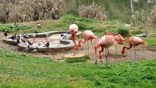 The Biblical Zoo - 2