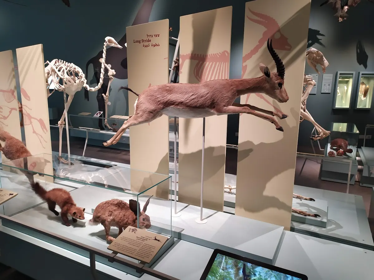 Musée d'histoire naturelle au nom de Steinhardt - 3
