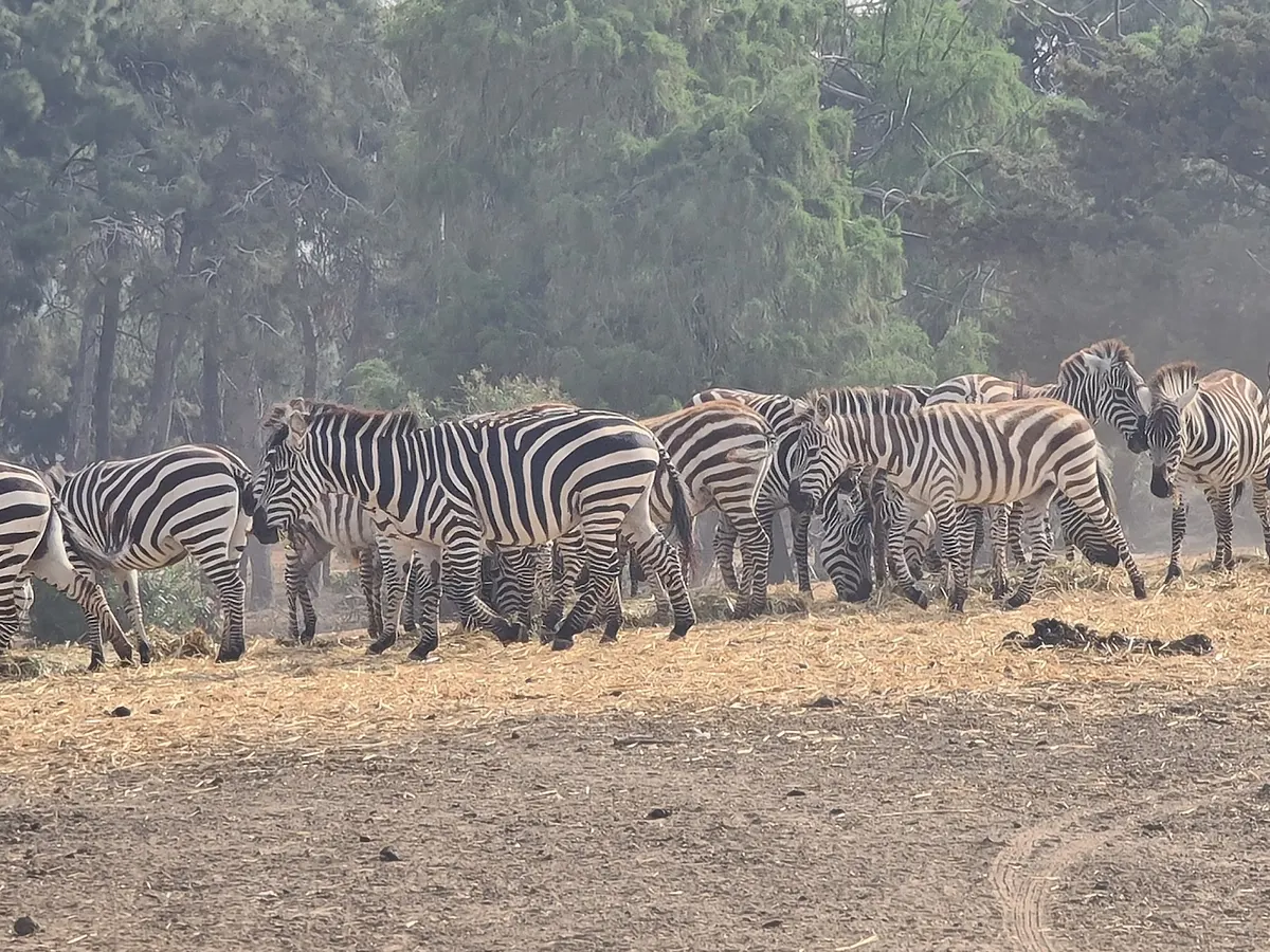 Safari Ramat Gan - 2