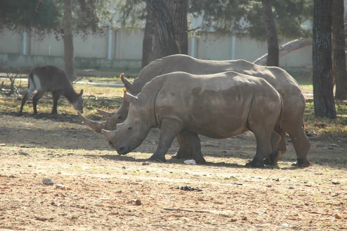 Safari Ramat Gan - 3