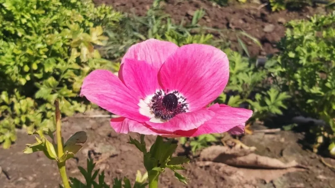 Cueillette dans la vallée: cueillette de fleurs et jeu " Cherche le trésor "