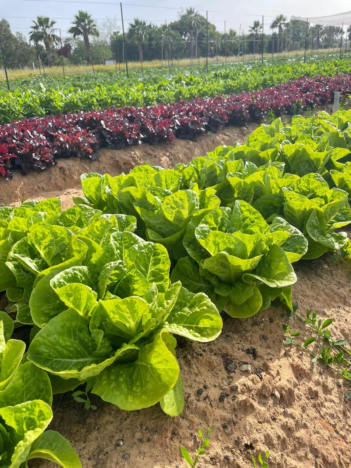 Ferme du Parc - cueillette autonome et jardin de jeux agricole