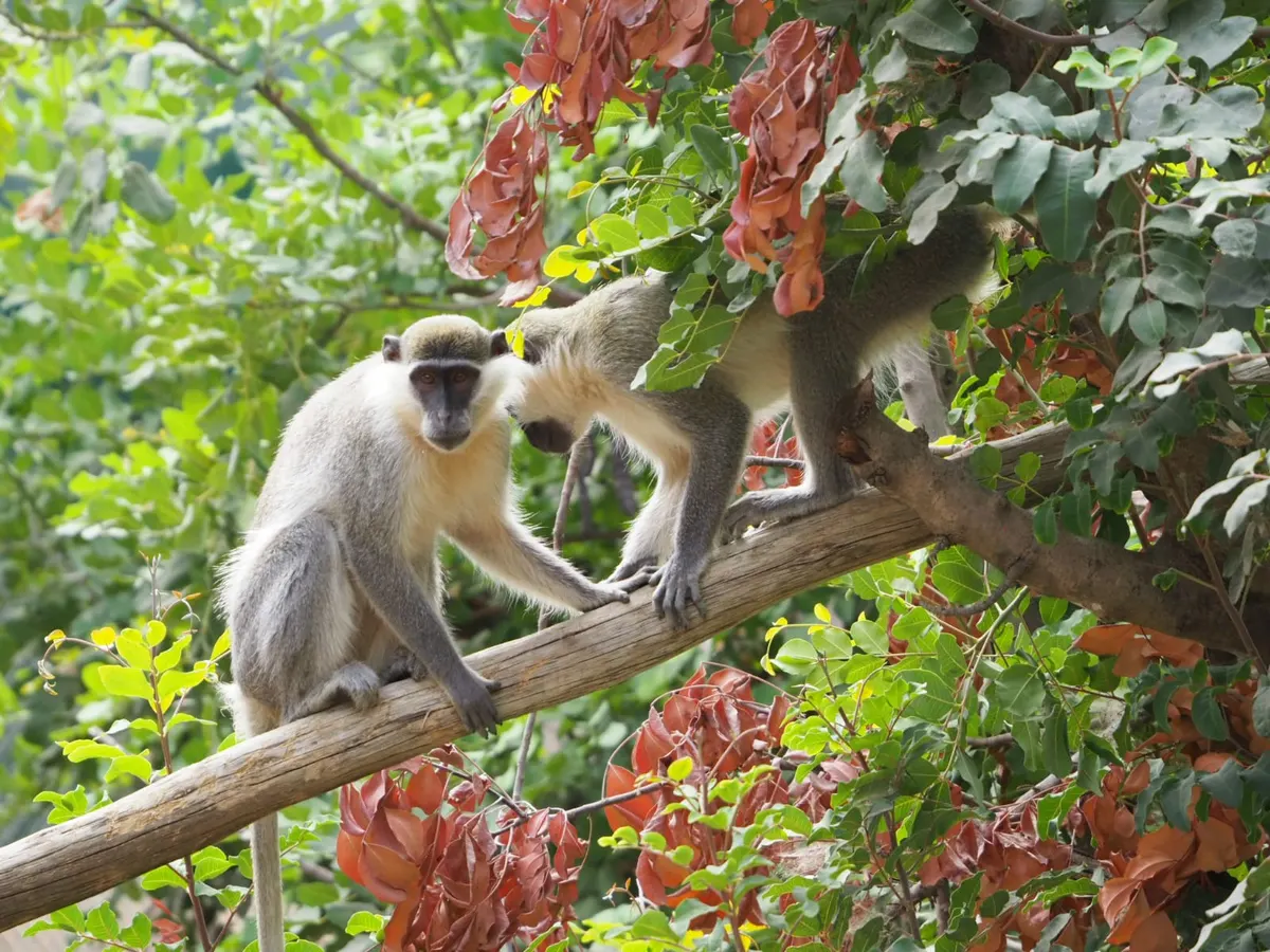 Refuge des singes israéliens - Forêt de Ben Shemen