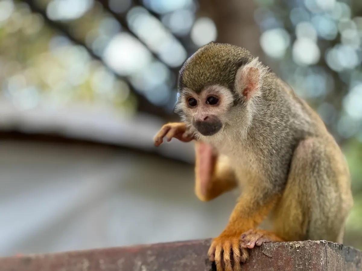 The Israeli Monkey Sanctuary - Ben Shemen Forest - 2