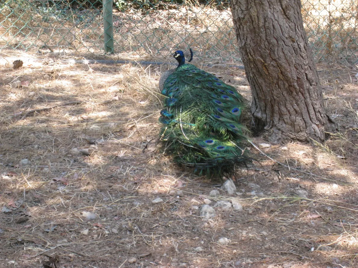 The Israeli Monkey Sanctuary - Ben Shemen Forest - 3