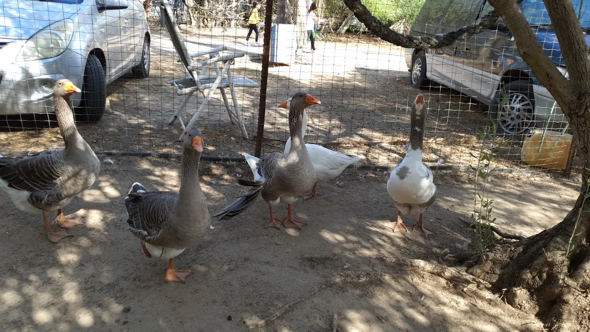Parc des chiots
