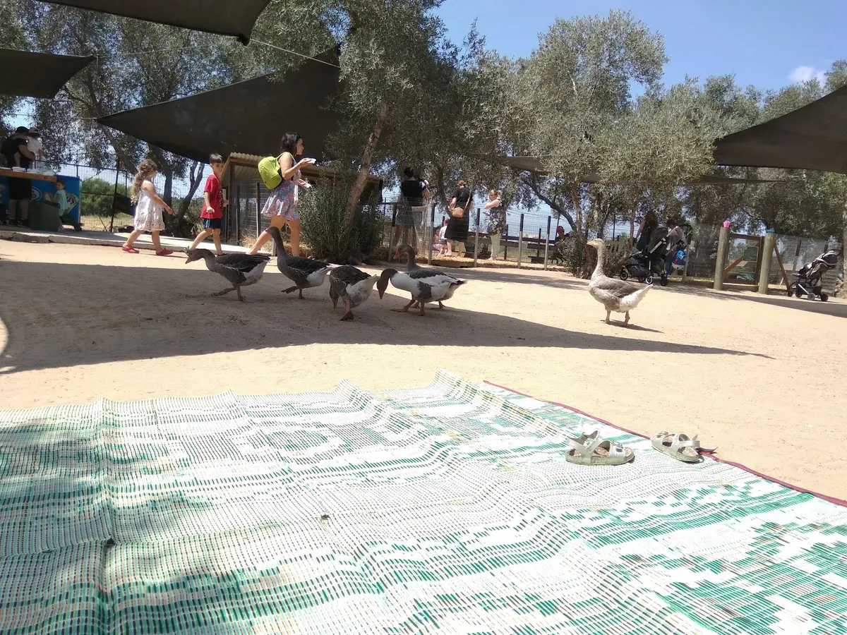 גן גורים - 2