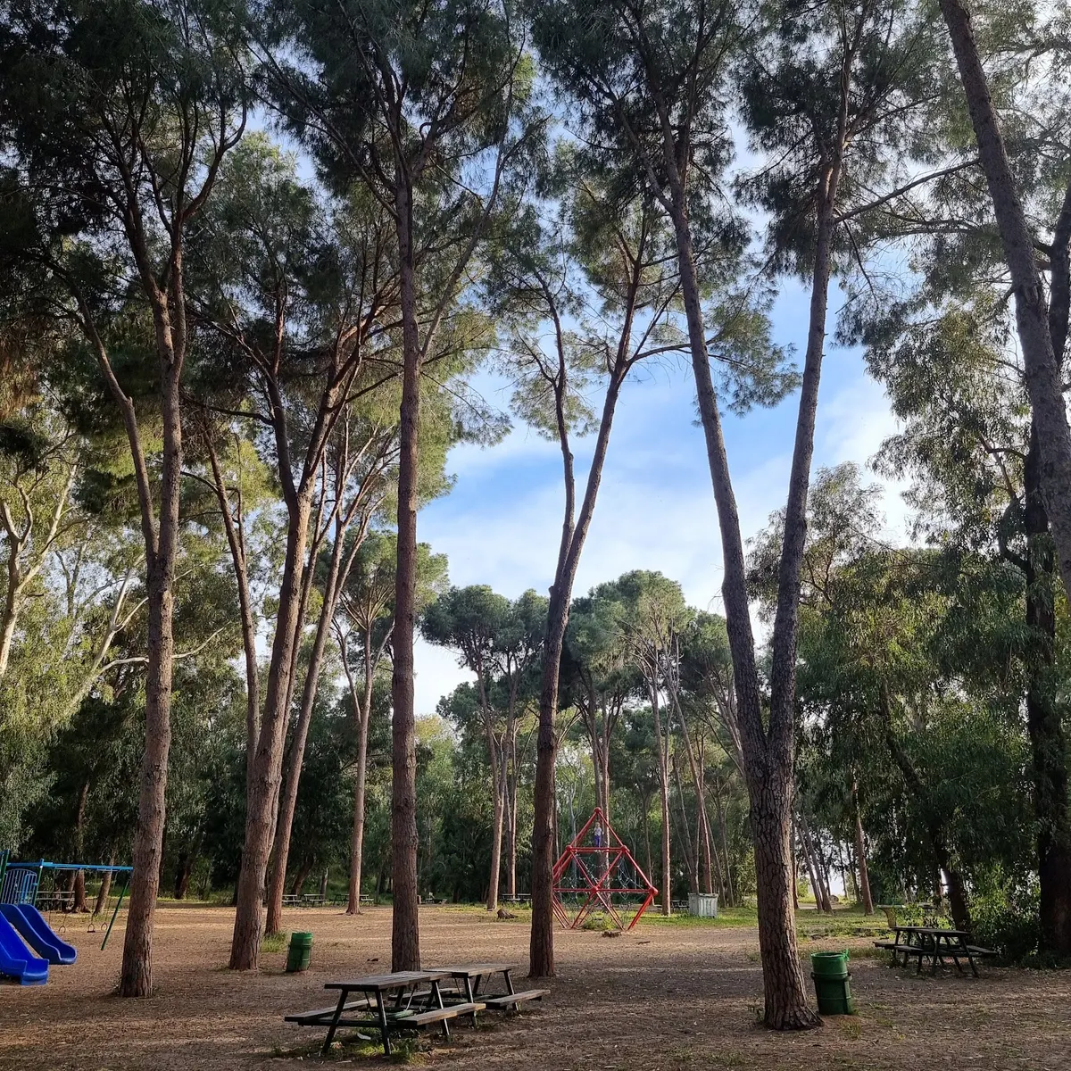 Forêt d'Ilanot près de Kadima