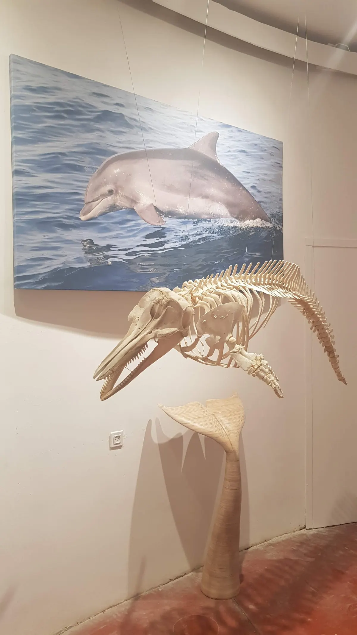 Centre des dauphins et de la mer - 2