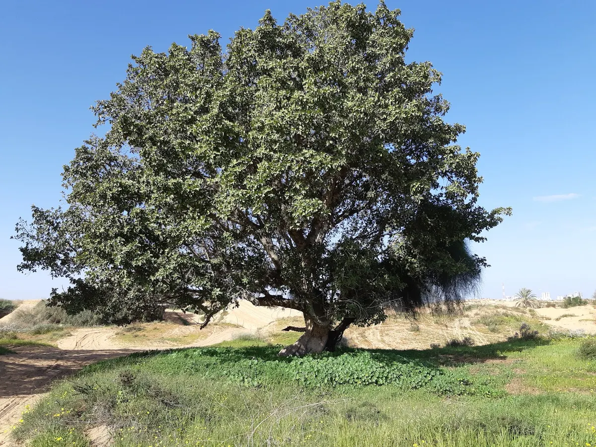 La grande dune à Ashdod - 2