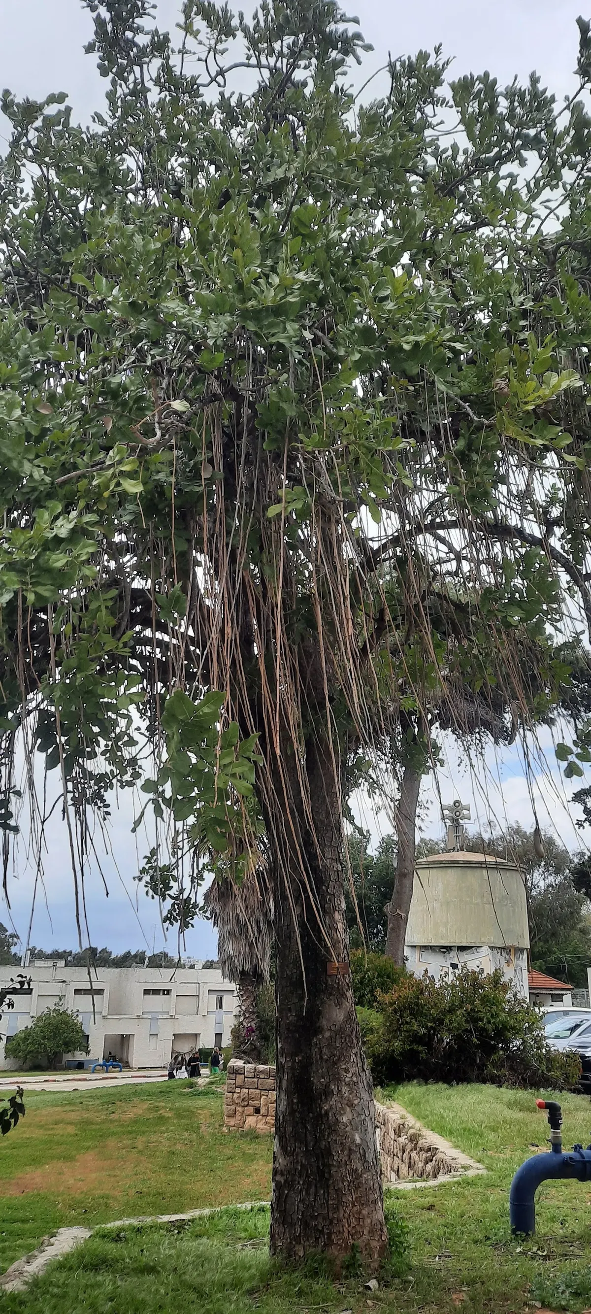 The Botanical Garden at Mikveh Israel - 2