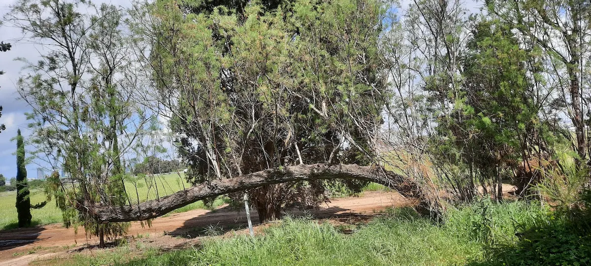 The Botanical Garden at Mikveh Israel - 3
