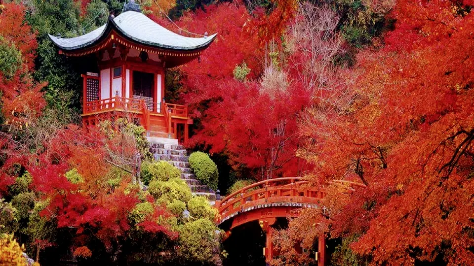 Une expérience japonaise