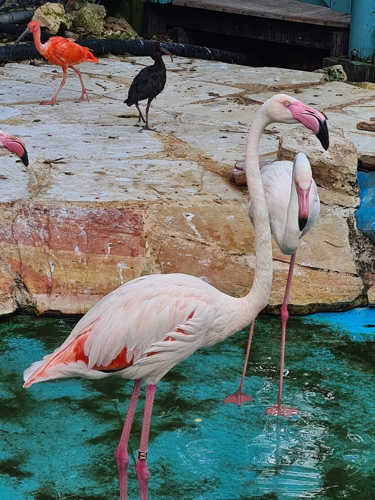 Zoo pédagogique de Haïfa - 2