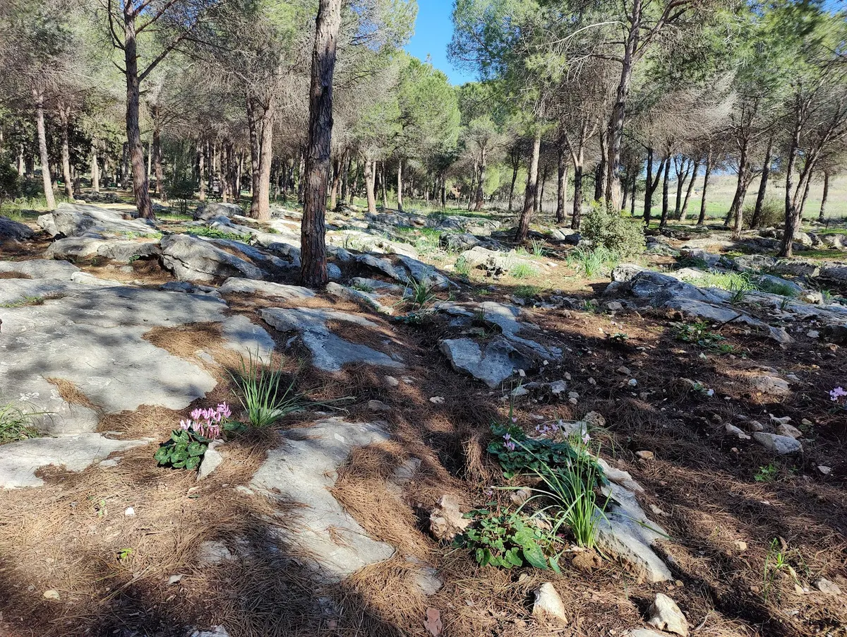 Forêt de Keren Carmel