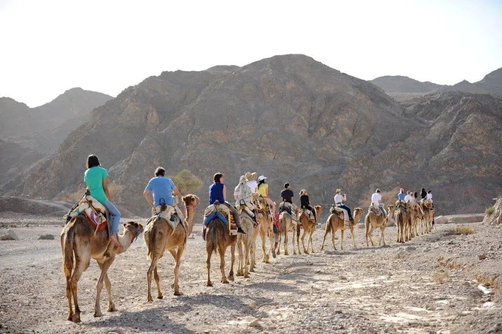 The Camel Farm in Eilat
