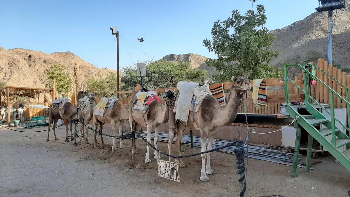 The Camel Farm in Eilat - 3