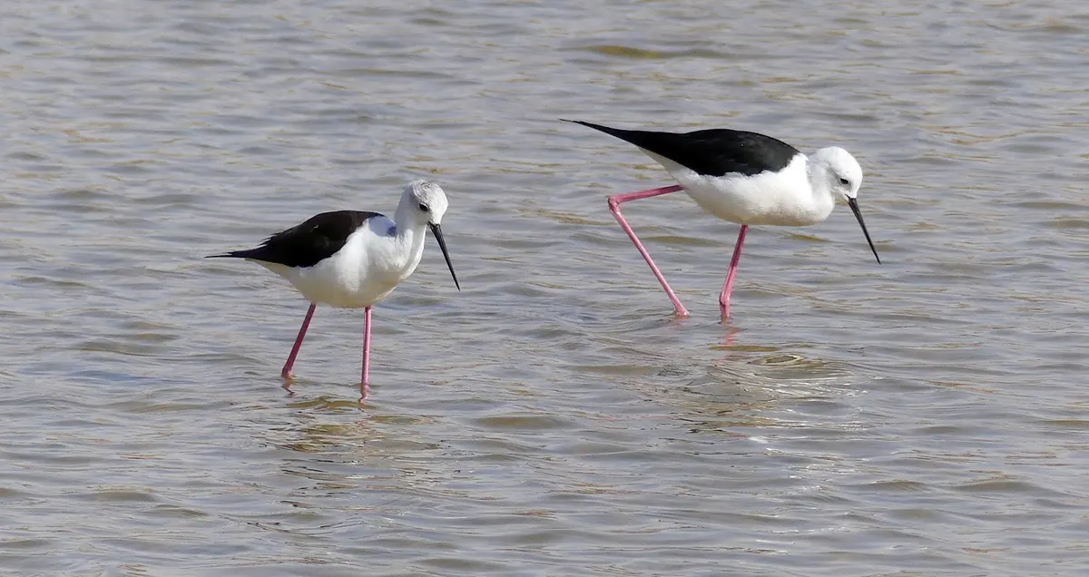 Eilat Bird Park - 2