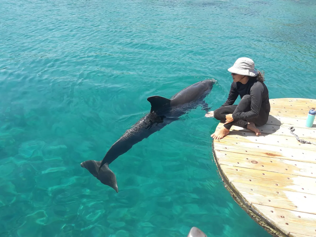 La Riffe des Dauphins à Eilat - 2