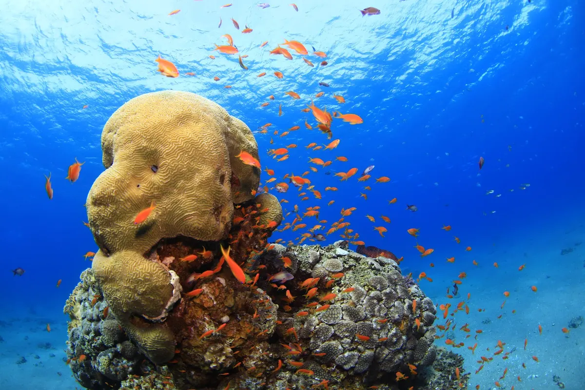 Aqua Star