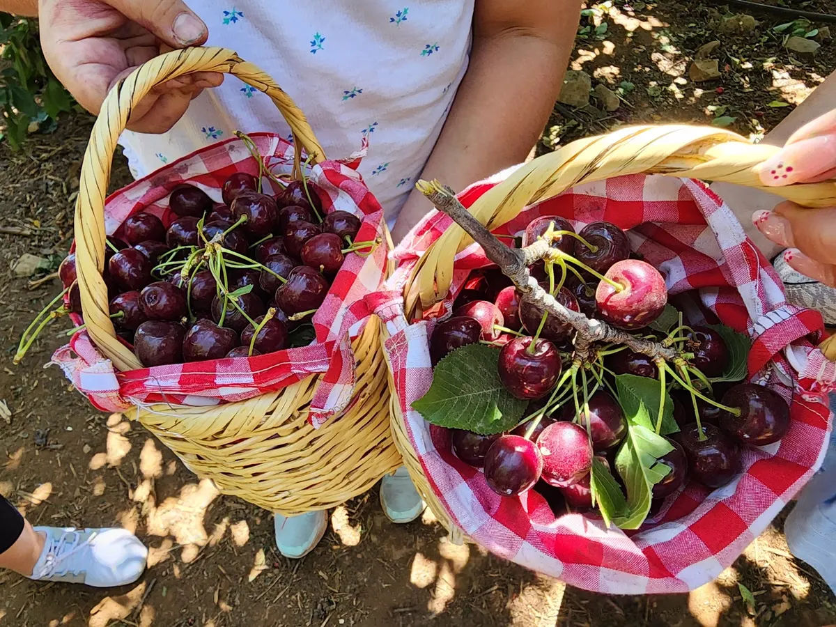 פארק וקטיף עצמי אחמודי - 3